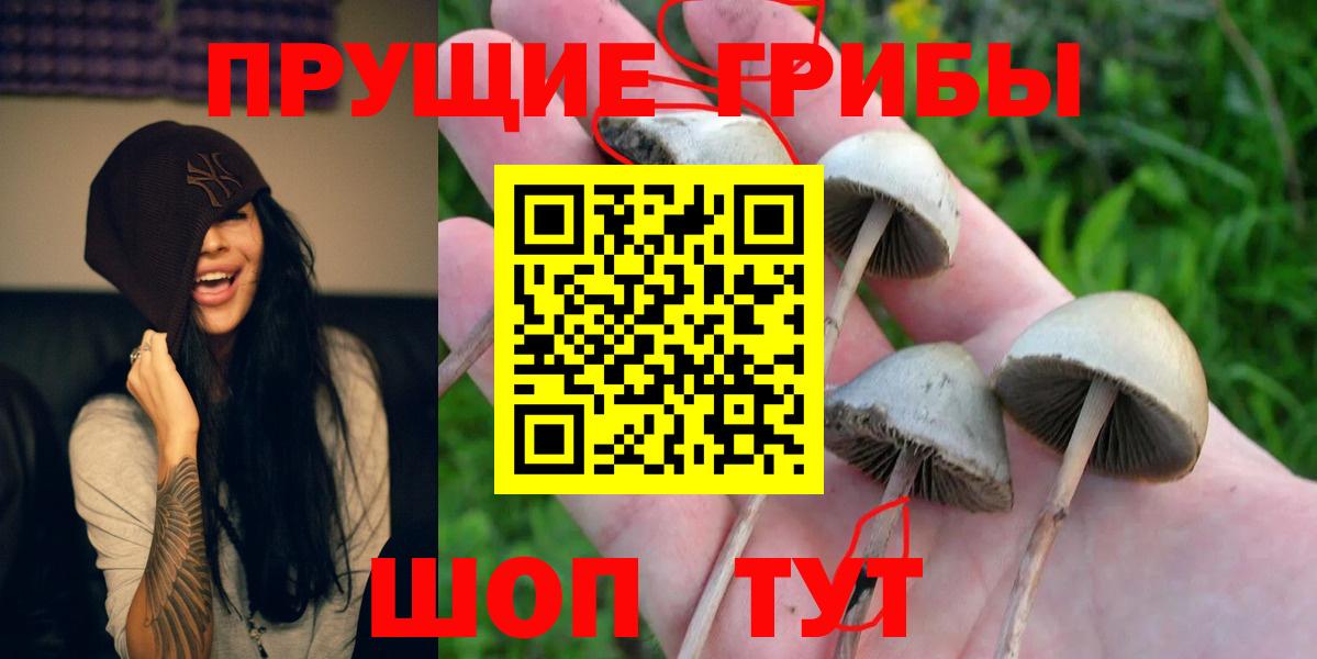 Галлюциногенные грибы Magic Shrooms  Галлюциногенные грибы Psilocybe  Избербаш  Вход с VPN 